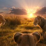 'Olha, é um processo!' Compositor de Rei Leão processa comediante por tradução de música