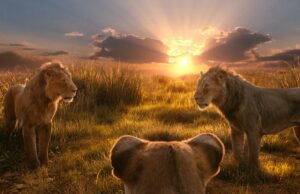 ‘Olha, é um processo!’ Compositor de Rei Leão processa comediante por tradução de música 'Olha, é um processo!' Compositor de Rei Leão processa comediante por tradução de música