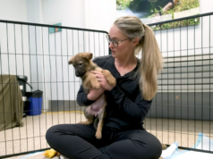 Os Kelces acabaram de ganhar sua quinta garota e ela é um cachorro! Como eles a chamaram Os Kelces acabaram de ganhar sua quinta garota e ela é um cachorro! Como eles a chamaram