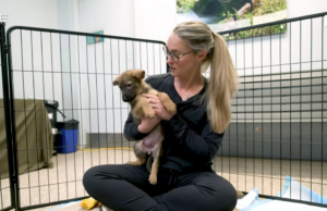 Os Kelces acabaram de ganhar sua quinta garota e ela é um cachorro! Como eles a chamaram Os Kelces acabaram de ganhar sua quinta garota e ela é um cachorro! Como eles a chamaram