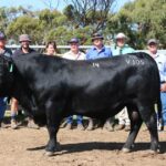 Os compradores aumentam o preço médio para US$ 17.280 na venda anual no sul