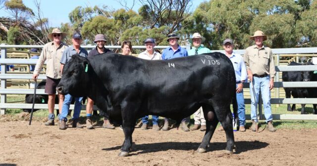 Os compradores aumentam o preço médio para US$ 17.280 na venda anual no sul
