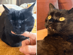 Os dentes do gato ficam cada vez mais longos – choque com o que o veterinário diz ao proprietário Lucy Notarantonio