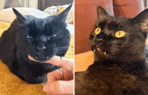 Os dentes do gato ficam cada vez mais longos – choque com o que o veterinário diz ao proprietário Lucy Notarantonio