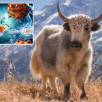 Os iaques podem ser a chave para o tratamento de quem sofre de esclerose múltipla: estudo