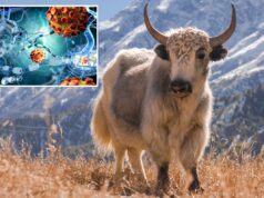 Os iaques podem ser a chave para o tratamento de quem sofre de esclerose múltipla: estudo Os iaques podem ser a chave para o tratamento de quem sofre de esclerose múltipla: estudo