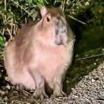 Uma capivara chamada Samba (foto) escapou de seu recinto temporário apenas um dia depois de ser levada ao Zoológico de Marwell, perto de Winchester