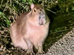 Os tratadores do zoológico apresentam um plano saboroso para atrair a capivara fugitiva de volta ao seu recinto após nove dias de fuga Uma capivara chamada Samba (foto) escapou de seu recinto temporário apenas um dia depois de ser levada ao Zoológico de Marwell, perto de Winchester