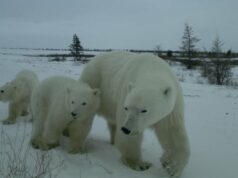 Os ursos polares não estão caçando pessoas, eles apenas estão sem gelo: Cientistas Ícone de conversão de texto em fala