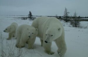 Os ursos polares não estão caçando pessoas, eles apenas estão sem gelo: Cientistas Ícone de conversão de texto em fala