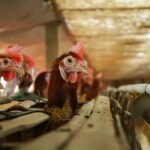 Ovos e aves indonésios proibidos de entrar na Arábia Saudita, Ministério do Comércio garante que não devido a questões Halal