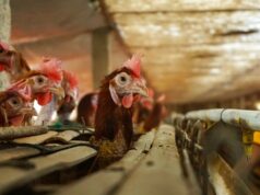 Ovos e aves indonésios proibidos de entrar na Arábia Saudita, Ministério do Comércio garante que não devido a questões Halal Ovos e aves indonésios proibidos de entrar na Arábia Saudita, Ministério do Comércio garante que não devido a questões Halal