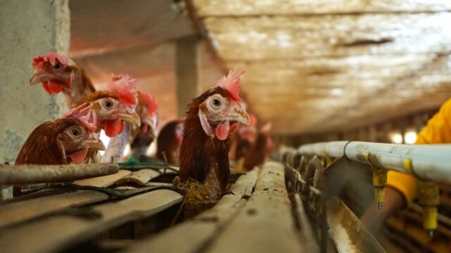 Ovos e aves indonésios proibidos de entrar na Arábia Saudita, Ovos e aves indonésios proibidos de entrar na Arábia Saudita, Ministério do Comércio garante que não devido a questões Halal