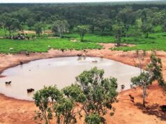 ‘País de gado com melhor valor do mundo’ encontra comprador: estação de Kimberley vende 'País de gado com melhor valor do mundo' encontra comprador: estação de Kimberley vende