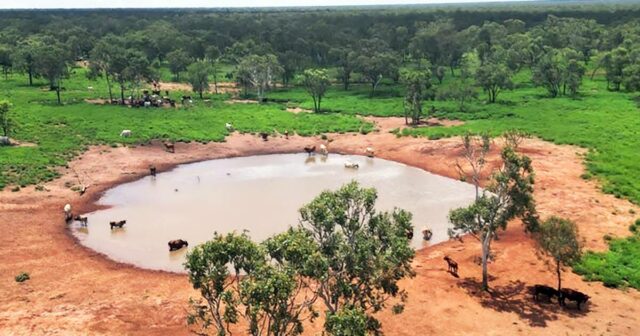 'País de gado com melhor valor do mundo' encontra comprador: estação de Kimberley vende
