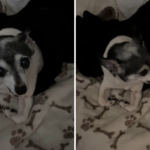 Papai oficializa e adota o cachorro adotivo da filha - ele captura tudo