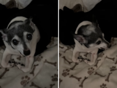 Papai oficializa e adota o cachorro adotivo da filha – ele captura tudo Papai oficializa e adota o cachorro adotivo da filha - ele captura tudo