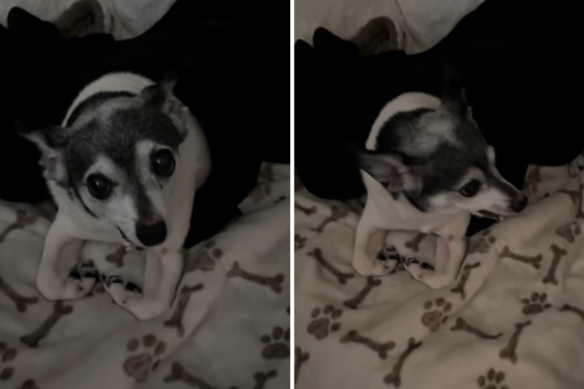 Papai oficializa e adota o cachorro adotivo da filha - ele captura tudo
