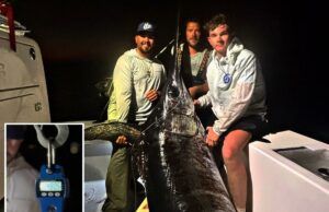 Peixe monstro de quase 500 libras transportado pelo capitão dos EUA se transforma em banquete para toda a cidade Notícias da raposa