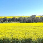 Pequeno bolsão da área costeira sul ultrapassa seu peso no valor da terra