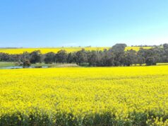 Pequeno bolsão da área costeira sul ultrapassa seu peso no valor da terra Pequeno bolsão da área costeira sul ultrapassa seu peso no valor da terra