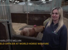 Pequeno pônei resgatado conquista corações após se recuperar de uma doença Yahoo news home