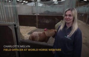 Pequeno pônei resgatado conquista corações após se recuperar de uma doença Yahoo news home