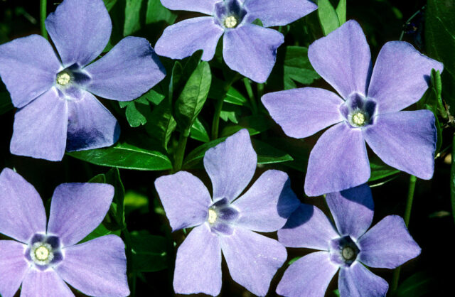 Periwinkle está tornando a mídia social auto-hospedada no protocolo AT Periwinkle está tornando a mídia social auto-hospedada no protocolo AT da Bluesky ainda mais fácil