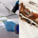 Uma pessoa com luvas azuis e uniforme azul inspeciona um colchão branco com lanterna e lupa, revelando pequenas partículas vermelhas.