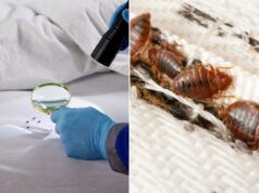 Pesadelo de percevejos se espalhando por vários estados: o que você precisa saber – especialmente se estiver indo para as férias de primavera Uma pessoa com luvas azuis e uniforme azul inspeciona um colchão branco com lanterna e lupa, revelando pequenas partículas vermelhas.