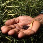 Planos de cultivo cancelados na propriedade Rinehart perto de Dongara devido a custos