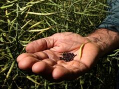 Planos de cultivo cancelados na propriedade Rinehart perto de Dongara devido a custos Planos de cultivo cancelados na propriedade Rinehart perto de Dongara devido a custos
