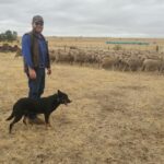 Por dentro da estratégia: por que este jovem agricultor apostou tudo na lã fina Merino