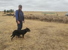 Por dentro da estratégia: por que este jovem agricultor apostou tudo na lã fina Merino Por dentro da estratégia: por que este jovem agricultor apostou tudo na lã fina Merino