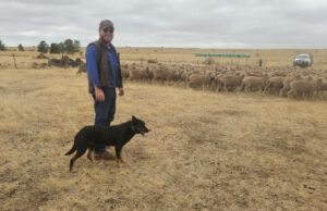 Por dentro da estratégia: por que este jovem agricultor apostou tudo na lã fina Merino Por dentro da estratégia: por que este jovem agricultor apostou tudo na lã fina Merino