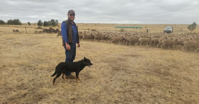 Por dentro da estratégia: por que este jovem agricultor apostou tudo na lã fina Merino
