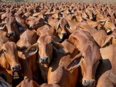 Por trás dos números: produção recorde, mas rebanho bovino estável, demanda chave nos EUA Por trás dos números: produção recorde, mas rebanho bovino estável, demanda chave nos EUA
