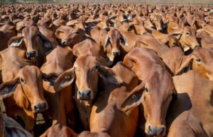 Por trás dos números: produção recorde, mas rebanho bovino estável, demanda chave nos EUA Por trás dos números: produção recorde, mas rebanho bovino estável, demanda chave nos EUA