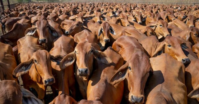 Por trás dos números: produção recorde, mas rebanho bovino estável, demanda chave nos EUA

