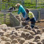 Preços da carne de ovino devem cair de níveis recordes, mas a lã ganha impulso