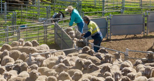 Preços da carne de ovino devem cair de níveis recordes, Preços da carne de ovino devem cair de níveis recordes, mas a lã ganha impulso