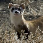 Predador criticamente ameaçado é lançado nos EUA