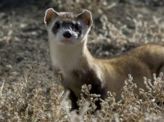 Predador criticamente ameaçado é lançado nos EUA Predador criticamente ameaçado é lançado nos EUA