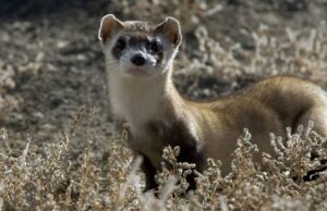 Predador criticamente ameaçado é lançado nos EUA Predador criticamente ameaçado é lançado nos EUA