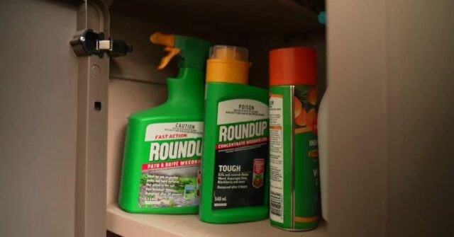 Imagem de microscópio eletrônico mostra bactéria Pseudomonas aeruginosa em forma de bastonete