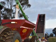 Produtor alerta que escassez de ureia pode levar a grande queda nas toneladas de trigo australiano Produtor alerta que escassez de ureia pode levar a grande queda nas toneladas de trigo australiano