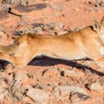 Projeto de cachorro selvagem interrompido por falta de botas no terreno, investimento