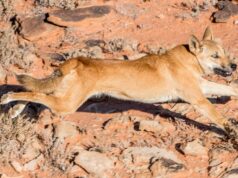 Projeto de cachorro selvagem interrompido por falta de botas no terreno, investimento Projeto de cachorro selvagem interrompido por falta de botas no terreno, investimento