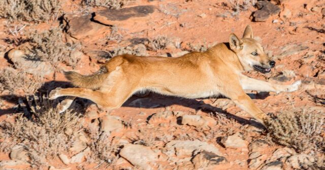 Projeto de cachorro selvagem interrompido por falta de botas no terreno, investimento
