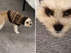 Proprietário deixa as orelhas do cachorro enfiadas no suéter, sua resposta diz tudo Proprietário deixa as orelhas do cachorro enfiadas no suéter, sua resposta diz tudo